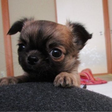 チワワ(ロング)【山形県・男の子・2024年2月6日・フォーン】の写真「人なつこい子犬です。」